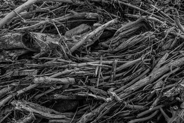 Textured background, blank and white photo of sticks, branches and tree scraps.