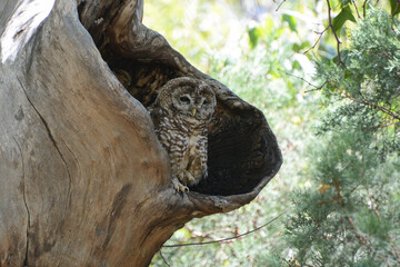 Mexican Spotted Owl (Strix occidentalis lucida) perches in a tree cavity in Arizona's Huachuca Mountains. The spotted owl is a rare, threatened owl of western forests in North America.