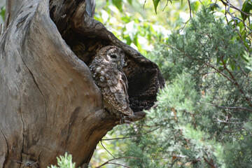 Mexican Spotted Owl (Strix occidentalis lucida) on a sycamore tree in Arizona's Huachuca Mountains. Spotted Owl is a large brown owl with black eyes and no ear tufts. Threatened species.