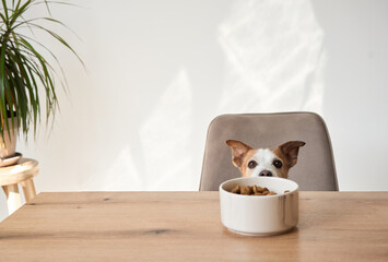 A Jack Russell Terrier sits at a table, staring at a food bowl with focus and curiosity. The dogs...