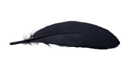 feather on a white transparent background
