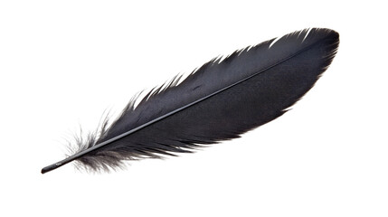 feather on a white transparent background