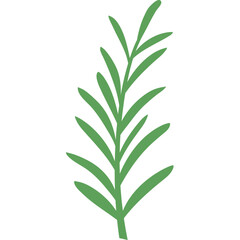 Rosemary Plant