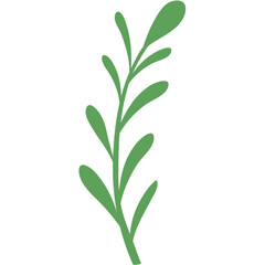 Rosemary Plant