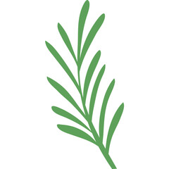 Rosemary Plant