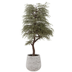 Indoor Plant
