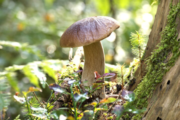Beautiful wild cep mushroom growing in forest environment with sunlight filtering through the trees