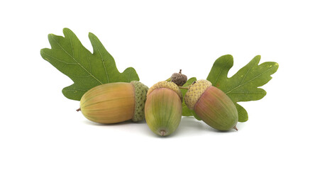 Fresh acorns and green oak leaves on a white background representing autumn and nature's bounty