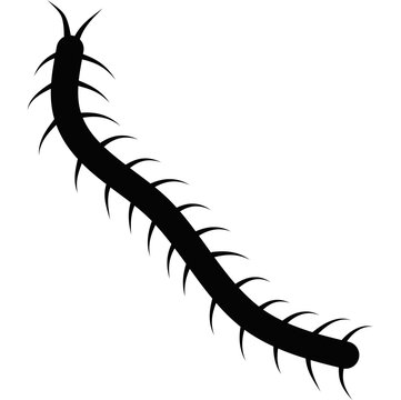 black centipede crawling on white background clip art preview