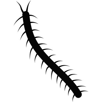 black centipede crawling on white background clip art preview