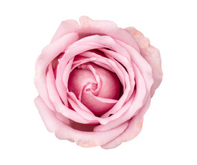 Rose flower isolated on transparent background, PNG FIle