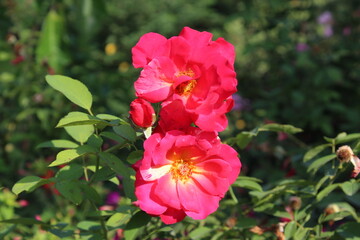 Obraz premium The beautiful Rose flower blooming, with blurry background.