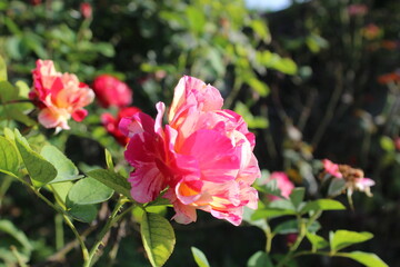 The beautiful Rose flower blooming, with blurry background.