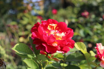 The beautiful Rose flower blooming, with blurry background.