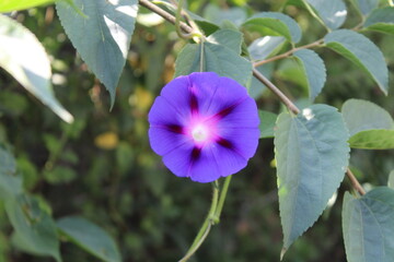 Ipomoea purpurea or Morning Glory purple flowers