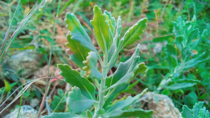 Ajuga Decumbens or Lallemantia royleana 