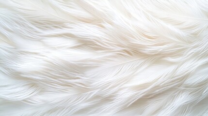 Obraz premium White Feather Texture Background Soft Light Fluffy Downy Elegant