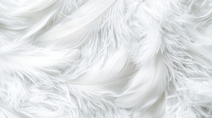 Obraz premium White Feather Texture Background Soft Fluffy Delicate Abstract