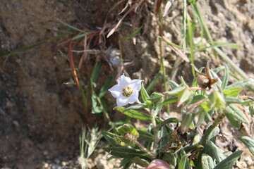 Trichodesma Indicum or Indian Borage flowers