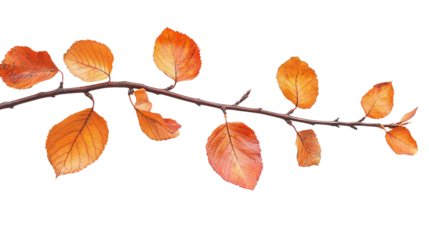 autumn leaves on a white transparent background