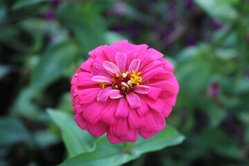 Obraz premium Zinnia or Youth and age beautiful flowers