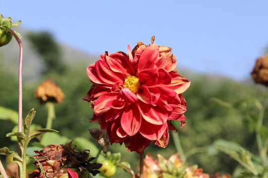 Dahlia or Dahlia Hortensis flowers