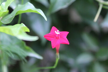 Cypress vine OR Ipomoea quamoclit