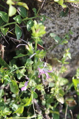 Mountain Foldwing OR Dicliptera baphica 