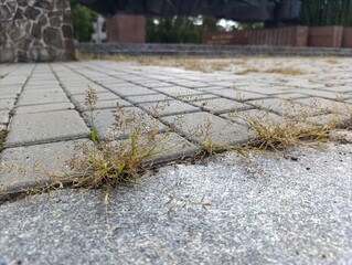 A small patch of grass growing out of the ground on a sidewalk