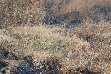 Dry and Burnt Vegetation in a Field