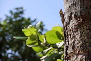 A lizard climbing a textured tree trunk with green leaves in the background under a clear blue sky.
