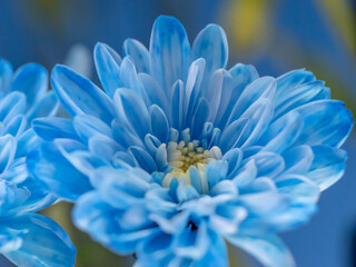 青いキク 青い花 青い菊
