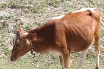 Red beautiful Cow in a hill