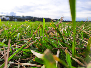 grass on the edge of the flying area