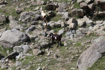 Goat Grazing grass in a hill