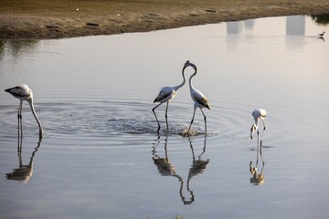 A serene scene featuring several flamingos wading in shallow water, creating ripples. The birds are reflected in the calm water, with a natural landscape in the background.