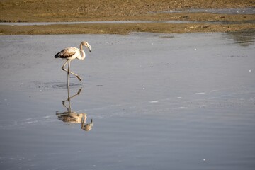 A solitary flamingo baby walking on a shallow wetland, its reflection visible in the water. The background features a muddy shore with sparse vegetation.