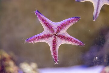 A vibrant starfish with a purple and pink coloration, displaying its five arms. The starfish is positioned against a blurred underwater background, showcasing its unique texture and patterns.