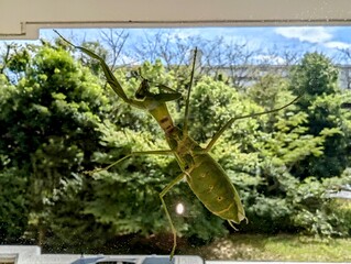 窓ガラスに張り付いた鎌を舐めるカマキリ