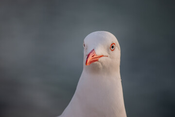 close up of a seagull