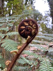 Young silver fern frond with natural background , fern in the forest