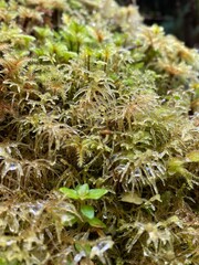 Naklejka premium Sphagnum cristatum is a species of plants, New Zealand Sphagnum, close up of green moss