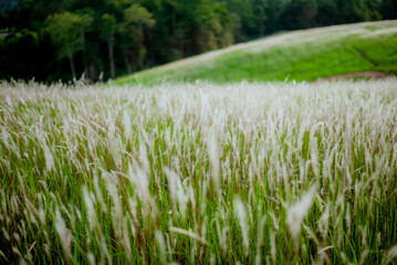 Serene Grassland Field Under Soft Light, A Field of Soft Wild Grasses, Rolling Green Fields in the Countryside, A Calm Morning in the Grassy Wilderness, grass and mountains, landscape with lake, lands