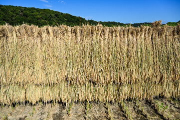 天日干しされている稲穂