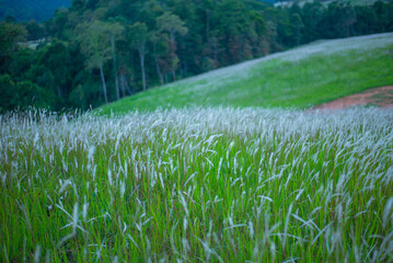 Serene Grassland Field Under Soft Light, A Field of Soft Wild Grasses, Rolling Green Fields in the Countryside, A Calm Morning in the Grassy Wilderness, grass and mountains, landscape with lake, lands