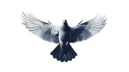 Fototapeta premium Bird cut on transparent background cutout, PNG file. Mockup template for artwork graphic design