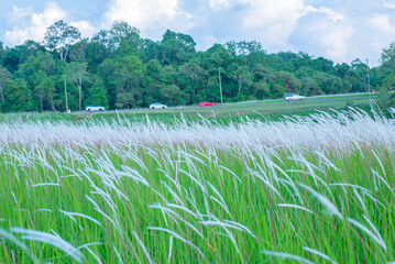 Serene Grassland Field Under Soft Light, A Field of Soft Wild Grasses, Rolling Green Fields in the Countryside, A Calm Morning in the Grassy Wilderness, grass and mountains, landscape with lake, lands