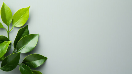 Fototapeta premium Fresh green leaves on minimalist background create serene and calming atmosphere, perfect for nature inspired designs or eco friendly themes