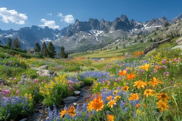 Fototapeta premium Wildflowers in a Mountain Meadow