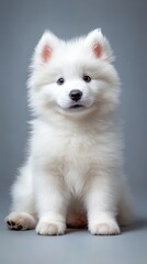 Adorable Samoyed Puppy Portrait 